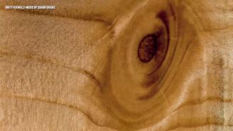 Von wegen tot: Holz im Zeitraffer lebt
