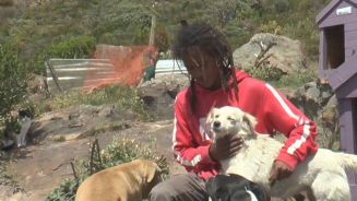 Rührend: Obdachloser kümmert sich um 21 Straßenhunde