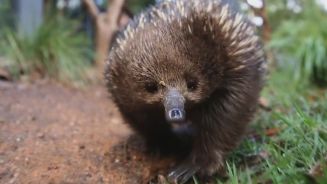 Ungewöhnlich: Ameisenigel ist allergisch gegen Ameisen