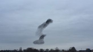 Zauber am Himmel: Staren-Formation über Utrecht