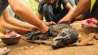 Im Teer gefangen: Hund in letzter Sekunde gerettet