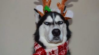 Weihnachtsmuffel: Husky hasst Heiligabend