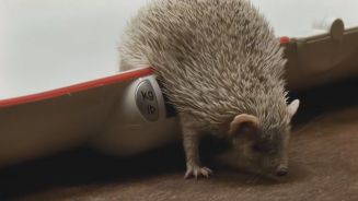 Tierische Inventur: Zoo Osnabrück zählt Schützlinge