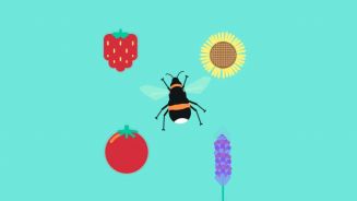 Das Massensterben der Bienen: Drohnen als Ersatz?