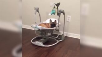 Gut gewogen ist halb geschlafen: Hund kapert Wiege