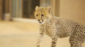 Roketi: Baby-Gepard rast raketenmäßig durch den Zoo