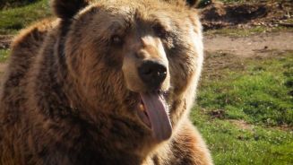 Misshandelte Bären: Zufluchtsstätte im Kosovo