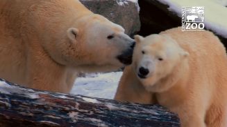 Frostige Liebe: Polarbären im Liebesglück