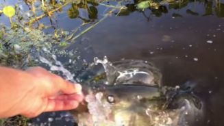 Der Fischflüsterer: Dieser Mann ist ein Fang-Genie