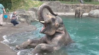 Niedliche Wasserratte: Elefantenbaby Samudra plantscht