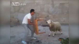 Torero gegen Dickschädel: Ziege zerlegt Holztisch