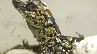 Süßer Reptiliennachwuchs: Krokodilbabys geschlüpft